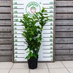 Vavrínovec lekársky (Prunus laurocerasus) ´NOVITA´ - výška 80-100 cm, kont. C9L (-21°C)